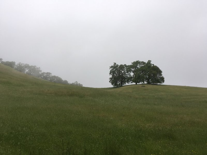 Misty morning setting of the clearing near the top of Mountain Trail