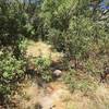 For the first mile and a quarter, the Miller Creek Trail parallels Miller Creek. Here the trail meanders through manzanitas.