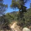 View looking south towards the higher country if you continue to the top of Rincon Peak.