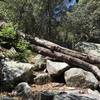 Downed tree resting on rocks along Miller Creek trail.