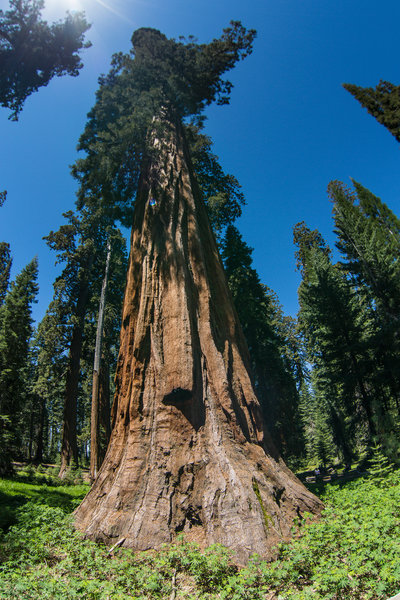 Giant Sequoia