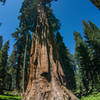 Giant Sequoia