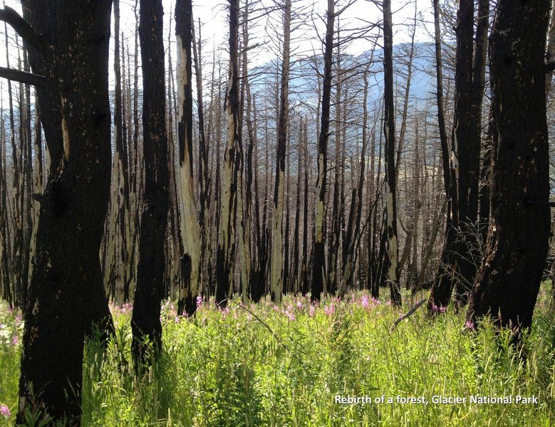 Rebirth of a forest, Glacier National Park