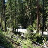 View of Bear Creek from the trail.