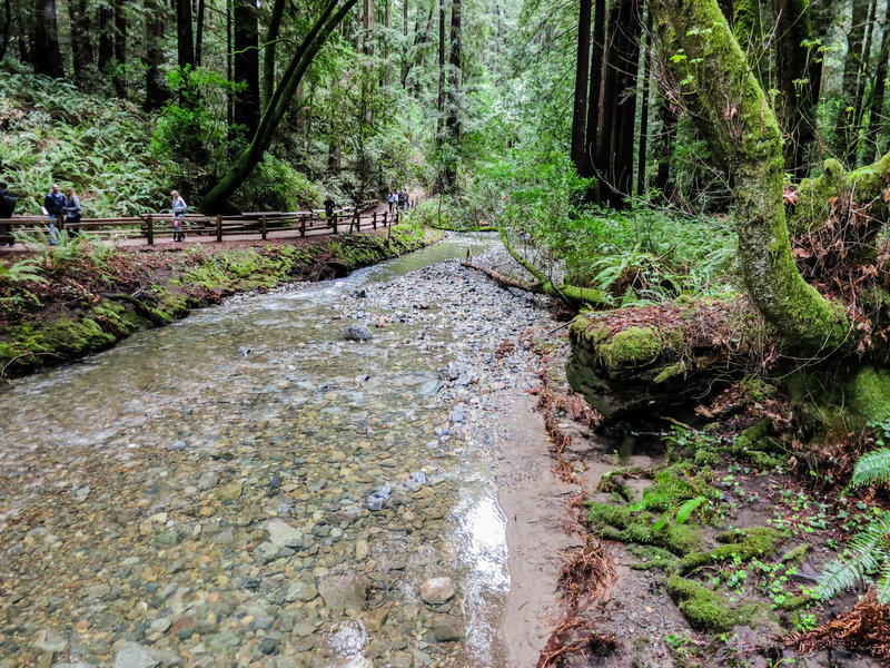 Redwood Creek in Muir Woods.