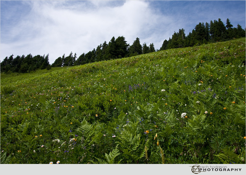 Meadow with wildflowers