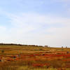 Visitors walking through Big Meadows in autumn.