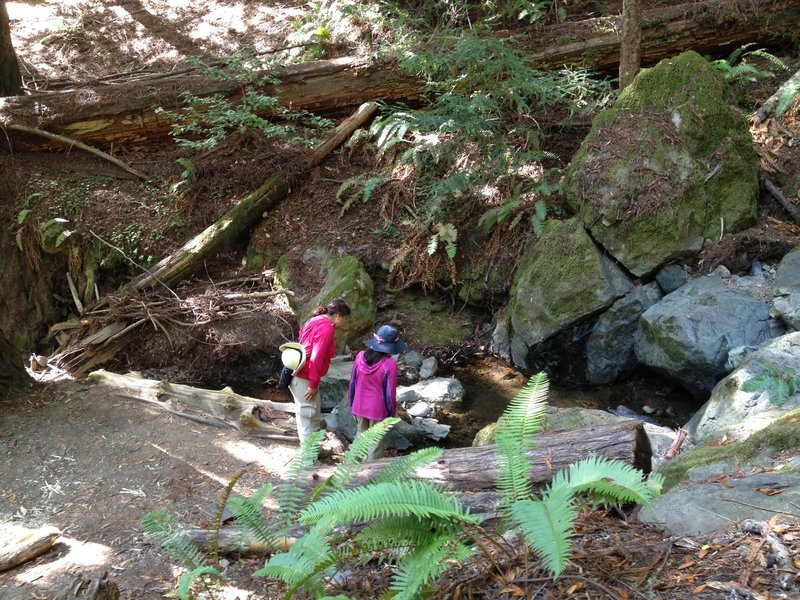 Investigating a section of Redwood Creek