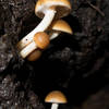 Mushrooms found along the T.C.C. Trail