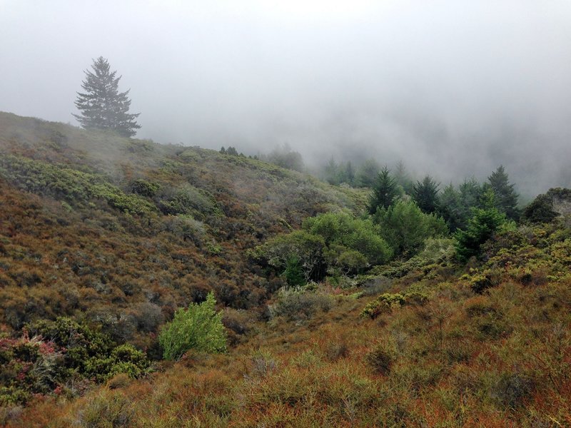 Mount Tamalpais-  Matt Davis Trail fog