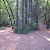 Jack London State Historic Park. Rest area well up on Mountain Trail. One picnic table, no water, no restrooms. with permission from MrRedwood