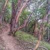 Madrone Trees along the trail.