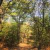 A very quiet trail in the woods!