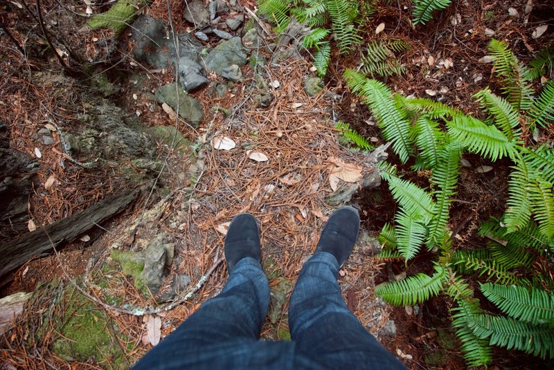 My feet and lots of ferns on this trail.