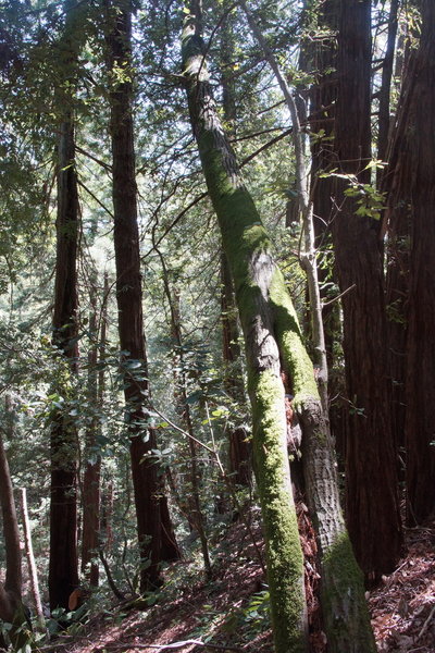 Typical scenery near the Panoramic Highway part of the trail.