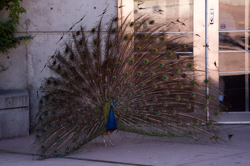 Male Peacock looking for a mate.