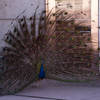 Male Peacock looking for a mate.