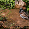 Sparrow, singing in the bath.