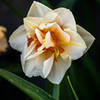 Interesting flower found planted along trail.