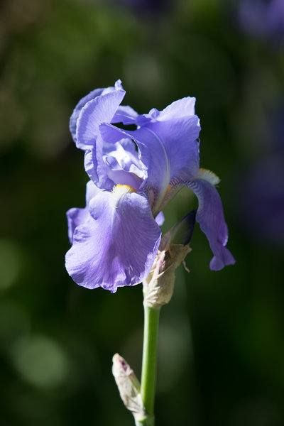 Small Iris blooming in the sun.