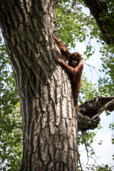 Young Hesti the orangutan high up in a cottonwood tree.