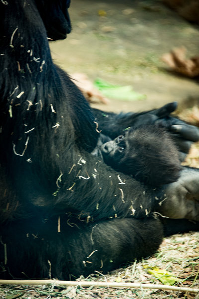 Newborn gorilla "Whimsie" in mother's arms.