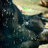 Newborn gorilla "Whimsie" in mother's arms.