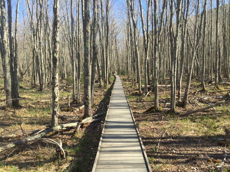 Elevated boardwalk along the Jesup Path.