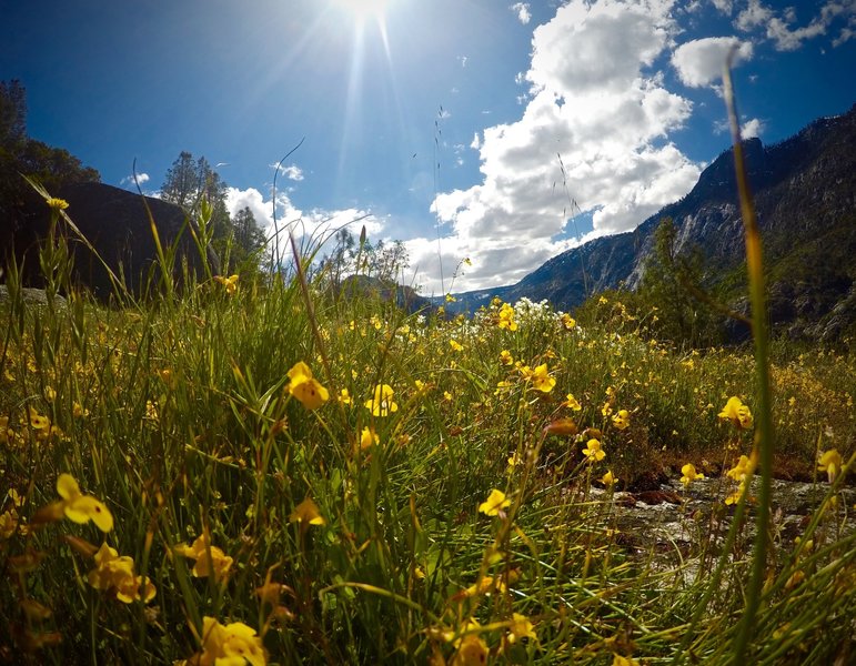 Hetch Hetchy wildflowers.