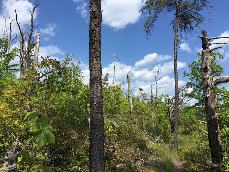 A large portion of the bluff was cleared by beetles and fire, but is coming back.