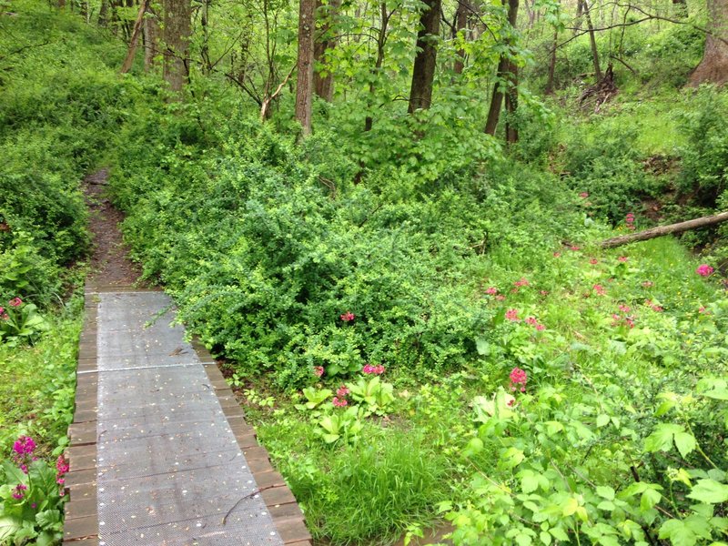 Wildflowers in bloom