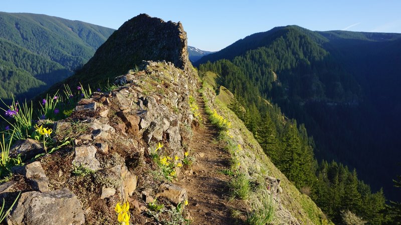 South-facing spine of a ridge line near the peak of Munra Point.