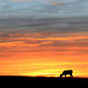 A whitetail deer grazing in Big Meadows at sunrise.