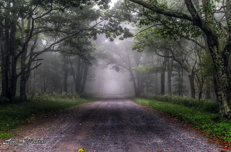 A section of the Rapidan Road on a foggy Summer morning.