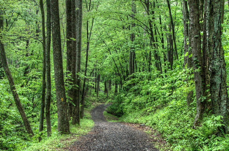 A section of the Berry Hollow Fire Road in early Spring.