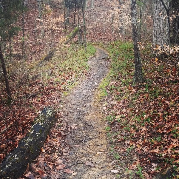 Part of the second downhill section of the Red Trail.