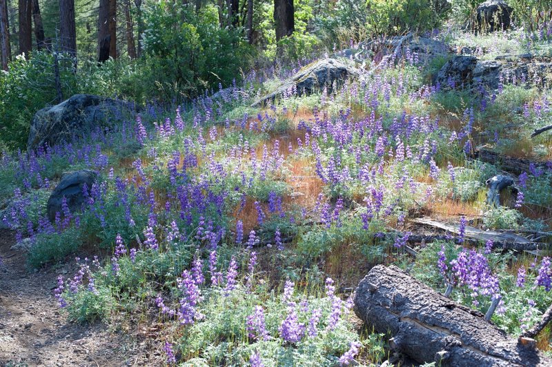 Lupine wildflowers bloom along the trail in the spring.