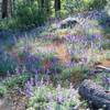 Lupine wildflowers bloom along the trail in the spring.