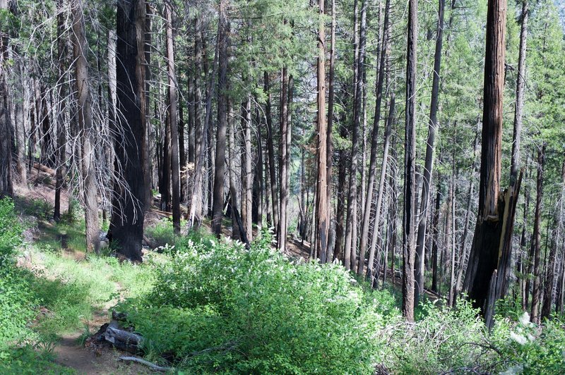 As the trail makes its way into the woods, evidence of the Rim Fire comes into view. The forest is recovering.