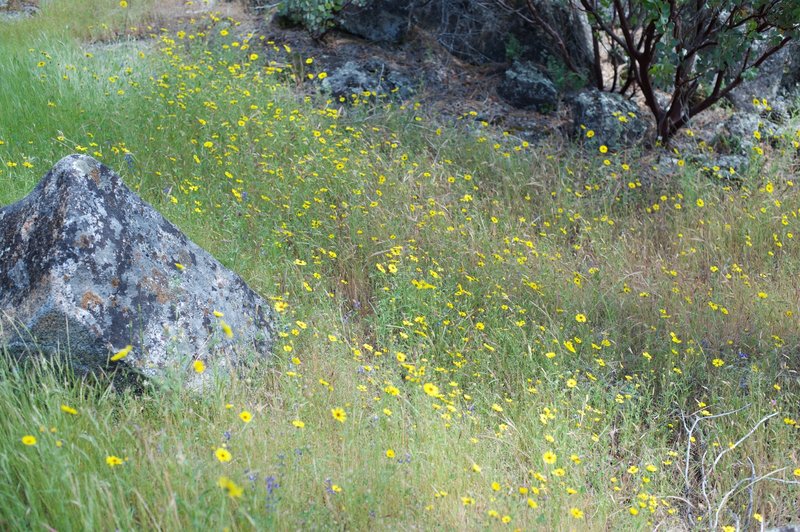 Wildflowers bloom along the trail.