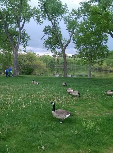 Canadian geese hanging out by the lake.