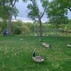 Canadian geese hanging out by the lake.