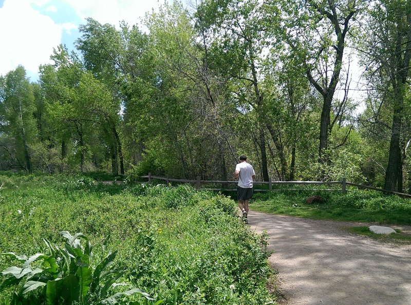 Great running surface on the Bobolink Trail.