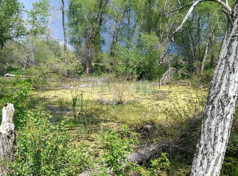 This unique boggy area in spring is alive with croaking frogs.