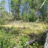 This unique boggy area in spring is alive with croaking frogs.