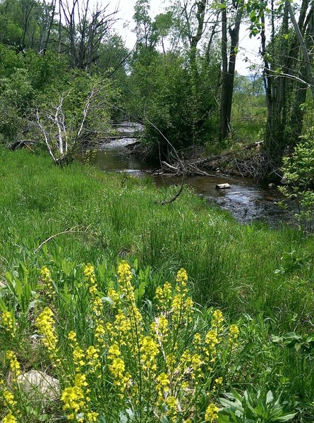 Spring wildflowers along South Boulder Creek.