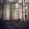 Downed tree and fog made for a great early morning run experience.