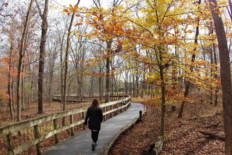 On the boardwalk through the trees.