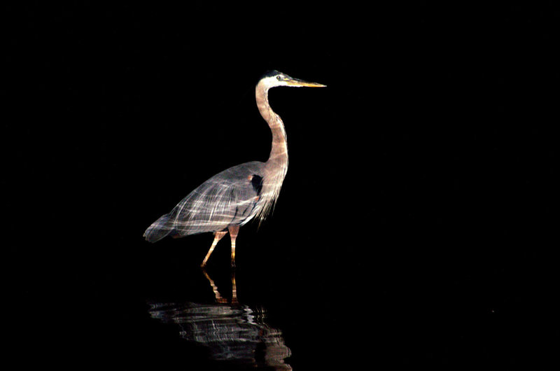 Night fishing.