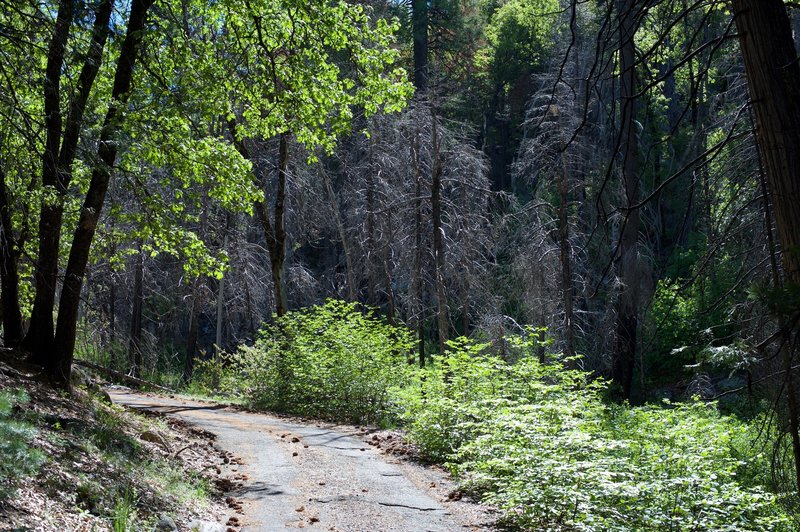 The trail as it makes its way toward a burned out section of the forest.